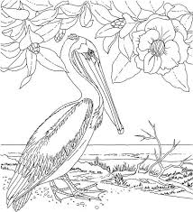 Louisiana Eastern Brown Pelican Coloring Page Bird Coloring Pages Coloring Pages Flower Coloring Pages