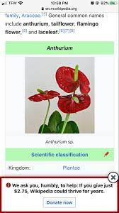 Pin By Claire Larue On What Is Beauty Flamingo Flower Anthurium Common Names