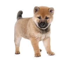 Shiba inu puppies can vary greatly when it comes to price. Shiba Inu Full Profile History And Care