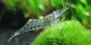 Species include kadakensis, paludosus, pugio and others. How To Breed Ghost Shrimp The Complete Care Guide