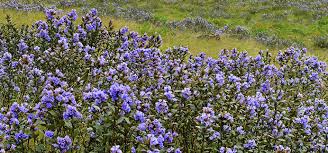 Some perennials such as gayfeather (liatris spp.), which flourishes in united states department of. Why Neelakurinji Flowers Only Once In 12 Years A Plant From Strobilanthes Family