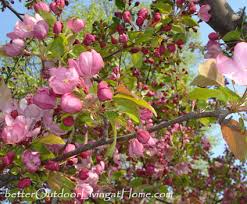 Wood under the bark is dark brown. Flowering Crabapple Trees Choose Disease Resistant First Flower Color Second