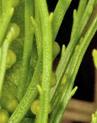 Image result for Psilotum