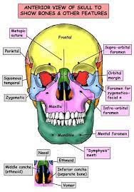 Dentaltown Where The Dental Community Lives Dental Anatomy Medical Anatomy Human Anatomy And Physiology