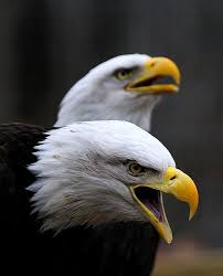 Eagle Birds Of Prey Animals Double Eagle Ii Bald Eagle Eagle Pictures Birds