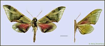 Image result for Malaxis schliebenii