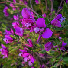 Image result for Polygalaceae