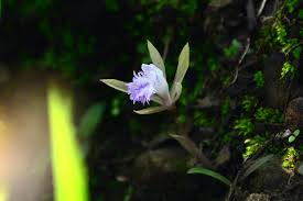 Image result for Nervilia crociformis