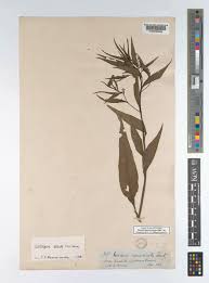 Image result for Ludwigia erecta