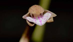 Image result for Nervilia adolphi