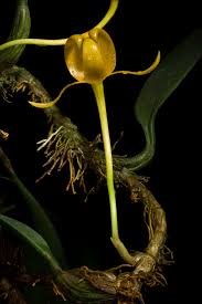 Image result for Bulbostylis sp.no.6