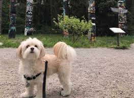 How Much Does A Havanese Dog Cost Is It Worth The Price Tag Every year there is a considerable increase in pet ownership in the country. how much does a havanese dog cost is