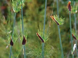 Image result for Restionaceae