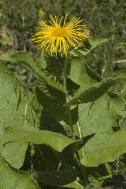 Image result for Inula mannii
