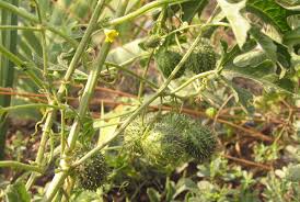 Image result for Cucumis myriocarpus