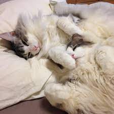 Kawahara Kishio On Twitter Cat Nap Cats Cat Health