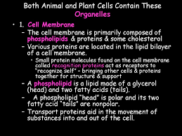 Maybe you would like to learn more about one of these? Cells Ppt Download