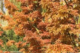Most of these plants are shipped bare root, read about shipping methods. Acer Palmatum Shishigashira Cristatum Japanischer Ahorn Baumschule Nielsen