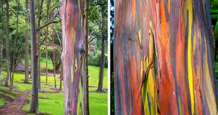 Do you think these eucalyptus trees were colored on purpose? This Stunning Eucalyptus Tree Sheds Its Bark To Reveal Incredible Hues Of Rainbow