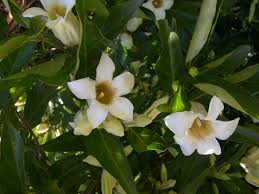 Image result for Rothmannia fischeri