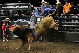 Bring your walls to life with our stunning in house designed wallpaper murals. 9 Jpg Bull Bullrider Cow Cowboy Extreme Riding Rodeo Western Hd Wallpaper Wallpaperbetter