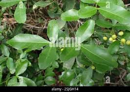 Image result for Searsia natalensis