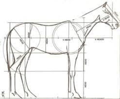 Pratik At Resmi Nasil Cizilir Resim Hayvan Cizimi Hayvan Anatomisi