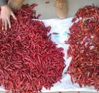 Belt Chili Color Sorter Machine Sorting For Dry And Fresh ...