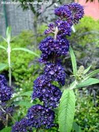 Image result for Komule empire blue