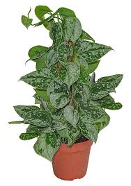 Image result for Filodendron Philodendron