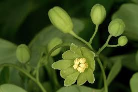Image result for Adenia gummifera