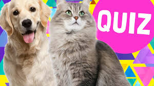 Complete your quiz offer with 100% accuracy and get credited. Quiz Are You A Dog Or A Cat Person Fun Kids The Uk S Children S Radio Station