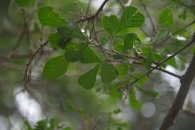 Image result for Searsia pentheri