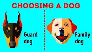 Or, to see more adoptable dogs in indiana, use the search tool below to enter specific criteria! How To Choose The Perfect Dog Breed Just For You Youtube