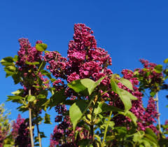 Flieder Blume Pflanze Himmel Natur Und Im Freien Plants