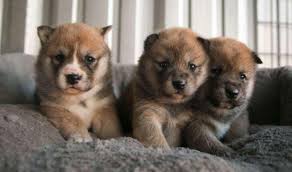 Make a deposit and fill out a puppy application to get on our shiba puppies are born very dark and change in color during their first year. Shiba Inu Puppies For Sale In Houston Texas Classified Americanlisted Com