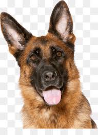 Il pastore olandese ha molti meno problemi di displasia dell'anca o di stenosi della colonna vertebrale rispetto al pastore tedesco, mentre è di taglia maggiore ed è più potente rispetto al malinois, per cui risulta esser un cane molto idoneo al lavoro di cane poliziotto. Pastore Tedesco Png And Pastore Tedesco Transparent Clipart Free Download Cleanpng Kisspng
