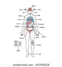 The anatomical names and corresponding common names are indicated for specific body regions. Female Human Anatomy Diagram Female Body Stock Illustration 1457922218