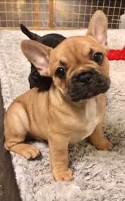 There are several great rescue organizations specializing in french bulldogs including: 100 Fawn French Bulldog Ideas Bulldog French Bulldog French Bulldog Puppies