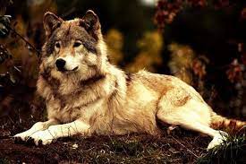 She Wolf Pet Wolf Wolf Dogs