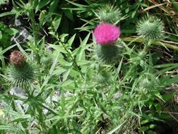 Check spelling or type a new query. Common Weeds In South Florida Lawns One Two Tree