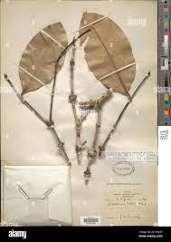 Image result for Cassipourea