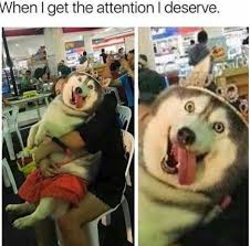 45 Dog Memes That Are Guaranteed To Put You In A Good Mood Funny Dog Memes Funny Animal Jokes Cute Funny Animals