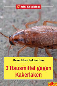 Kakerlaken Bekampfen Selbst De Kakerlaken Kakerlaken Bekampfen Schaben Bekampfen