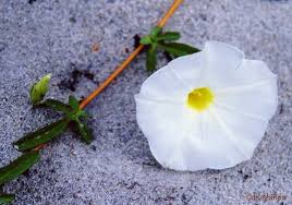 Image result for Ipomoea stolonifera