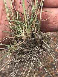 Image result for Microchloa afra