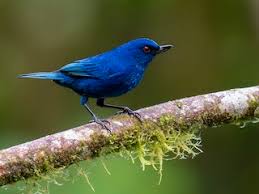 Image result for Indigofera transvaalensis