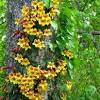 Some vines are annual, so they last one season. Https Encrypted Tbn0 Gstatic Com Images Q Tbn And9gcqelygiybooffiddc4cmipsyw Xra9uqv9flc9br1y Ity6h1ek Usqp Cau