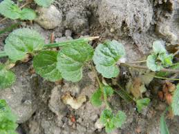 Image result for Secamone filiformis