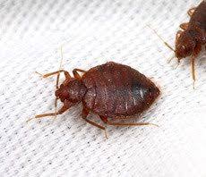 Apple pest control won't let the bed bugs bite! Bed Bug Heat Treatment Bed Bug Heat Treatment Preparation Checklist